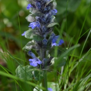 Photographie n°734139 du taxon Ajuga reptans L. [1753]