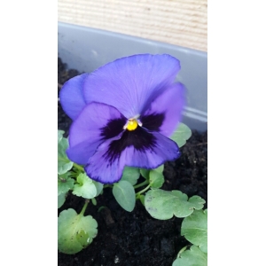 Viola tricolor n-subsp. hortensis Corb. (Pensée cultivée)