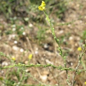 Photographie n°734201 du taxon Rapistrum rugosum (L.) All. [1785]