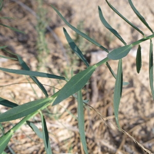 Photographie n°734205 du taxon Euphorbia serrata L.