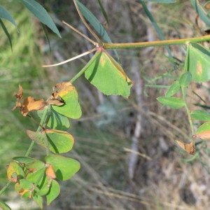 Photographie n°734206 du taxon Euphorbia serrata L.