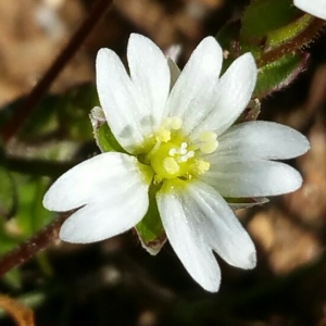 Cerastium hirsutum Ten. (Céraiste des champs)