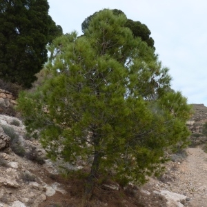 Photographie n°734290 du taxon Pinus halepensis Mill. [1768]