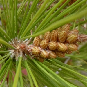 Photographie n°734292 du taxon Pinus halepensis Mill. [1768]