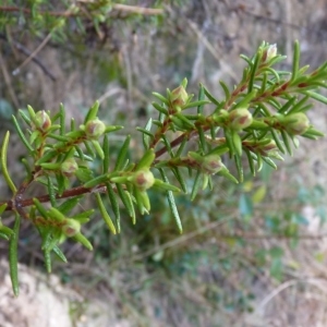  - Halimium umbellatum subsp. viscosum (Willk.) O.Bolòs & Vigo [1974]