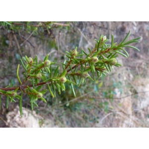 Cistus umbellatus subsp. viscosus (Willk.) Demoly (Hélianthème visqueux)