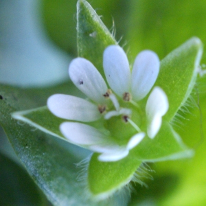 Photographie n°734409 du taxon Stellaria media (L.) Vill.