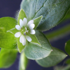 Photographie n°734412 du taxon Stellaria media (L.) Vill.