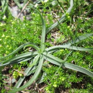 Photographie n°734537 du taxon Plantago alpina L. [1753]