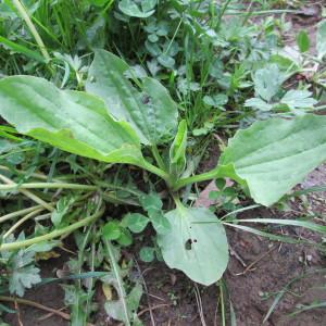 Photographie n°734553 du taxon Plantago major L.