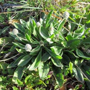 Photographie n°734699 du taxon Plantago lagopus L.