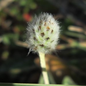 Photographie n°734700 du taxon Plantago lagopus L.