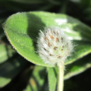 Photographie n°734701 du taxon Plantago lagopus L.