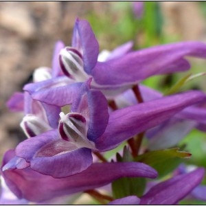 Photographie n°734765 du taxon Corydalis solida (L.) Clairv. [1811]