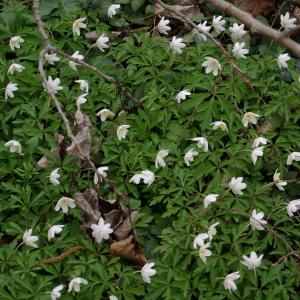 Photographie n°734882 du taxon Anemone nemorosa L. [1753]