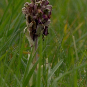 Photographie n°734909 du taxon Himantoglossum robertianum (Loisel.) P.Delforge [1999]