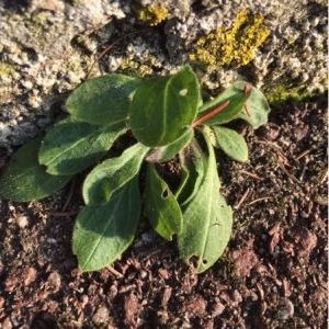 Photographie n°734942 du taxon Bellis perennis L. [1753]