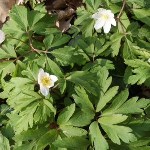 Photographie n°734951 du taxon Anemone nemorosa L. [1753]