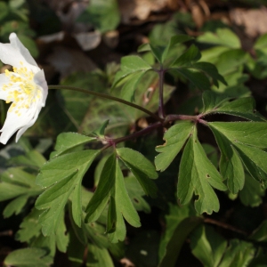 Photographie n°734954 du taxon Anemone nemorosa L. [1753]