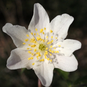 Photographie n°734956 du taxon Anemone nemorosa L. [1753]