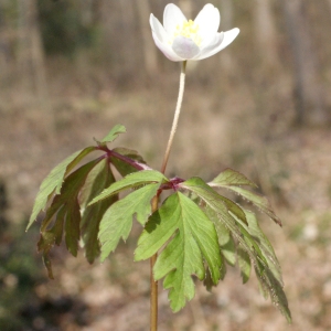 Photographie n°734957 du taxon Anemone nemorosa L. [1753]