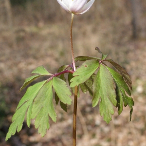 Photographie n°734958 du taxon Anemone nemorosa L. [1753]