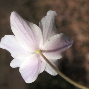 Photographie n°734959 du taxon Anemone nemorosa L. [1753]