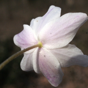 Photographie n°734960 du taxon Anemone nemorosa L. [1753]