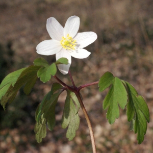 Photographie n°734968 du taxon Anemone nemorosa L. [1753]