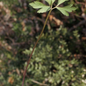 Photographie n°734972 du taxon Anemone nemorosa L. [1753]