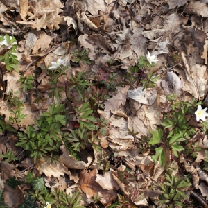 Photographie n°734974 du taxon Anemone nemorosa L. [1753]