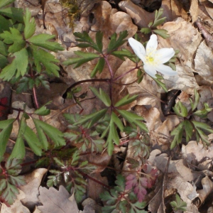 Photographie n°734975 du taxon Anemone nemorosa L. [1753]