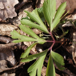 Photographie n°734976 du taxon Anemone nemorosa L. [1753]