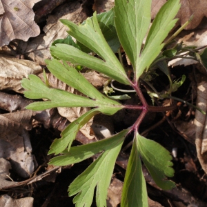 Photographie n°734977 du taxon Anemone nemorosa L. [1753]