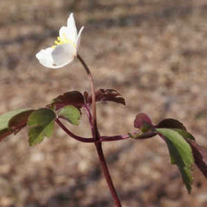 Photographie n°734980 du taxon Anemone nemorosa L. [1753]