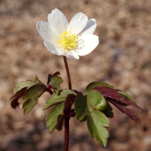 Photographie n°734981 du taxon Anemone nemorosa L. [1753]