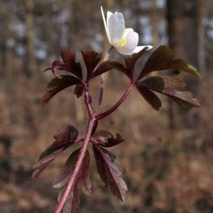 Photographie n°734984 du taxon Anemone nemorosa L. [1753]