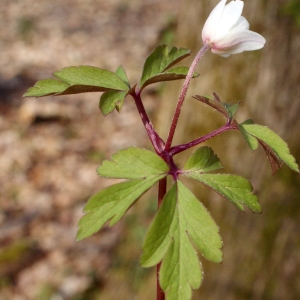 Photographie n°734986 du taxon Anemone nemorosa L. [1753]