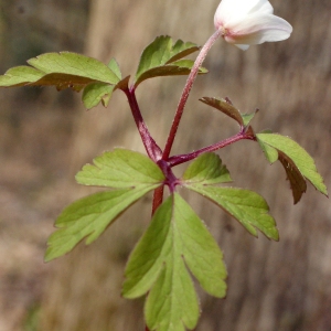 Photographie n°734987 du taxon Anemone nemorosa L. [1753]