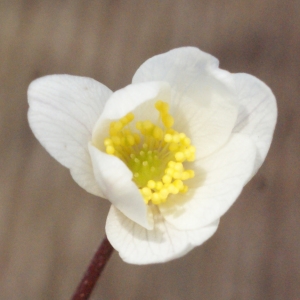 Photographie n°734988 du taxon Anemone nemorosa L. [1753]