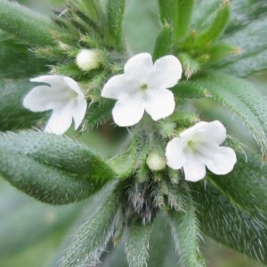 Photographie n°735028 du taxon Lithospermum officinale L. [1753]