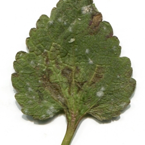 Photographie n°735244 du taxon Lamium purpureum L. [1753]