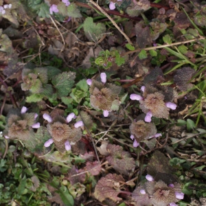 Photographie n°735245 du taxon Lamium purpureum L. [1753]