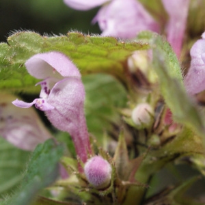 Photographie n°735251 du taxon Lamium purpureum L. [1753]