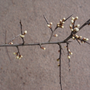  - Prunus spinosa L. [1753]