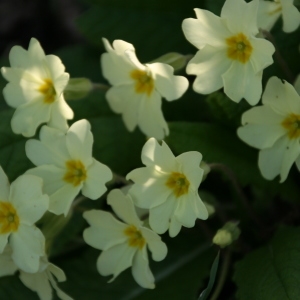 Photographie n°735364 du taxon Primula vulgaris subsp. vulgaris