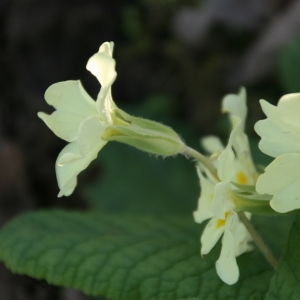 Photographie n°735366 du taxon Primula vulgaris subsp. vulgaris