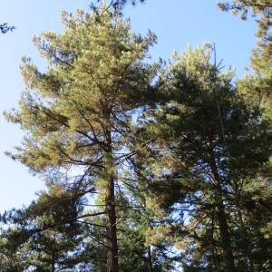 Photographie n°735371 du taxon Pinus nigra var. corsicana (Loudon) Hyl. [1913]
