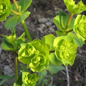 Photographie n°735410 du taxon Euphorbia serrata L. [1753]