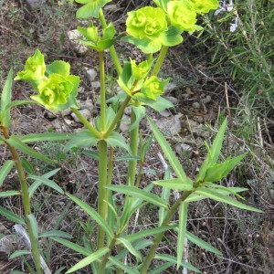 Photographie n°735411 du taxon Euphorbia serrata L. [1753]